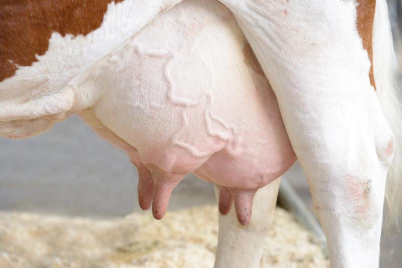 Zootecnia Devidet news cura mammelle capezzoli animali da latte prodotti